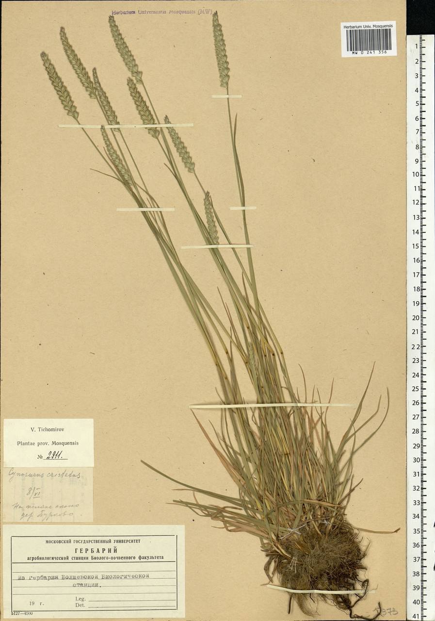 Солянка обыкновенная гербарий