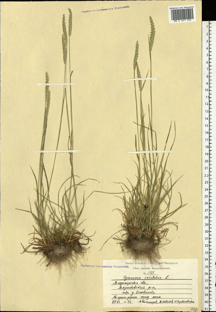 Колосок Cynosurus cristatus