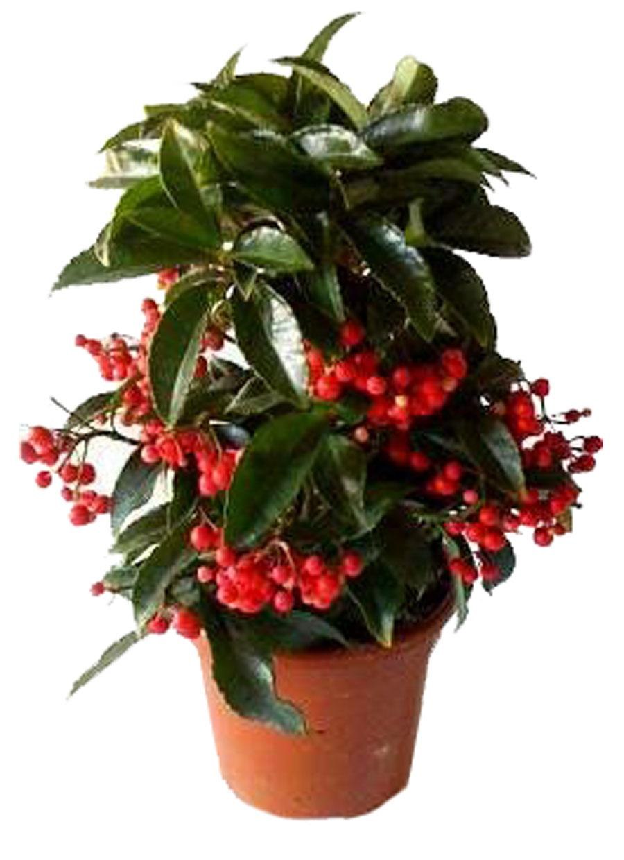 Ардизия Уоллича