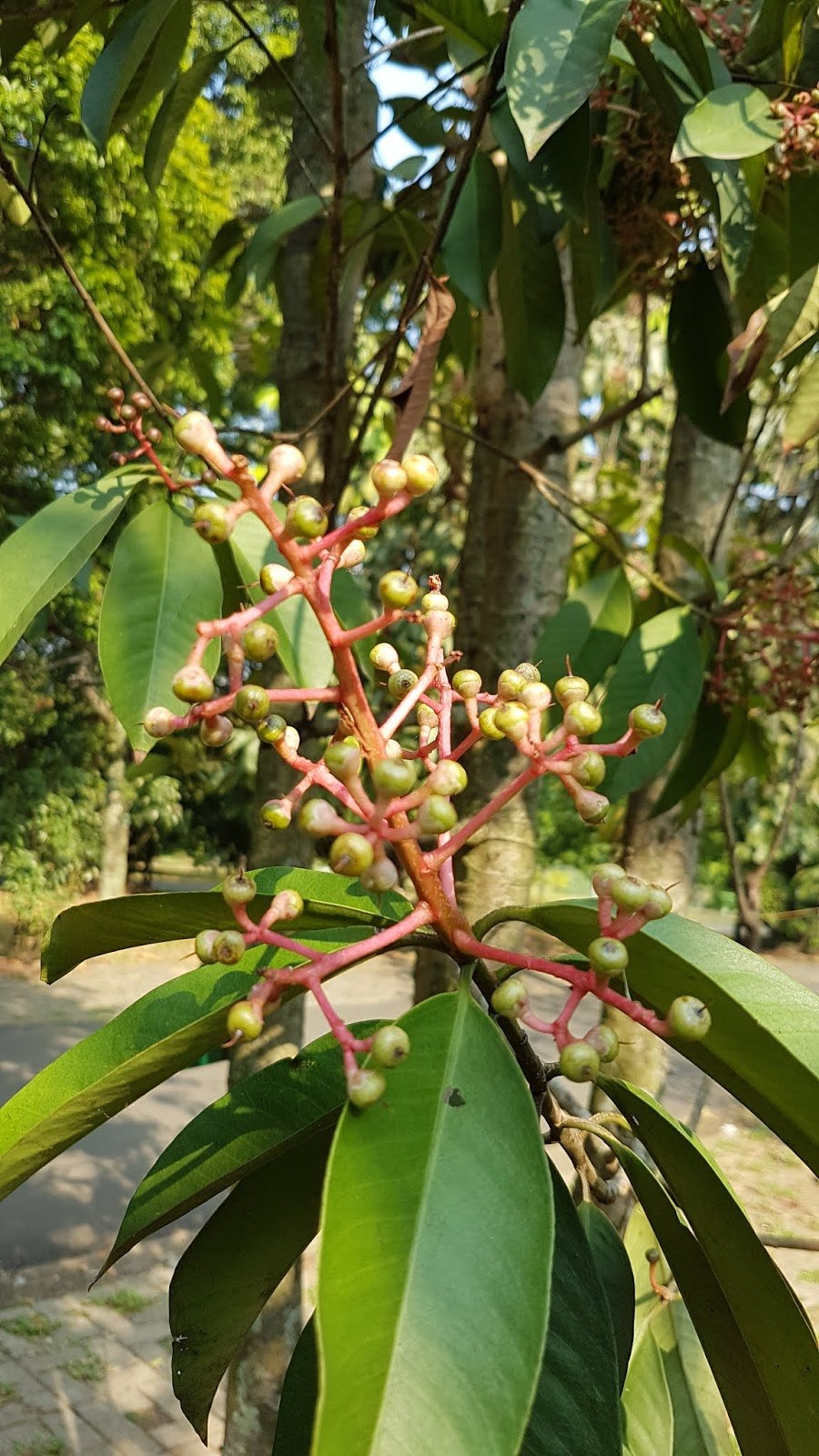 Ардизия приземистая