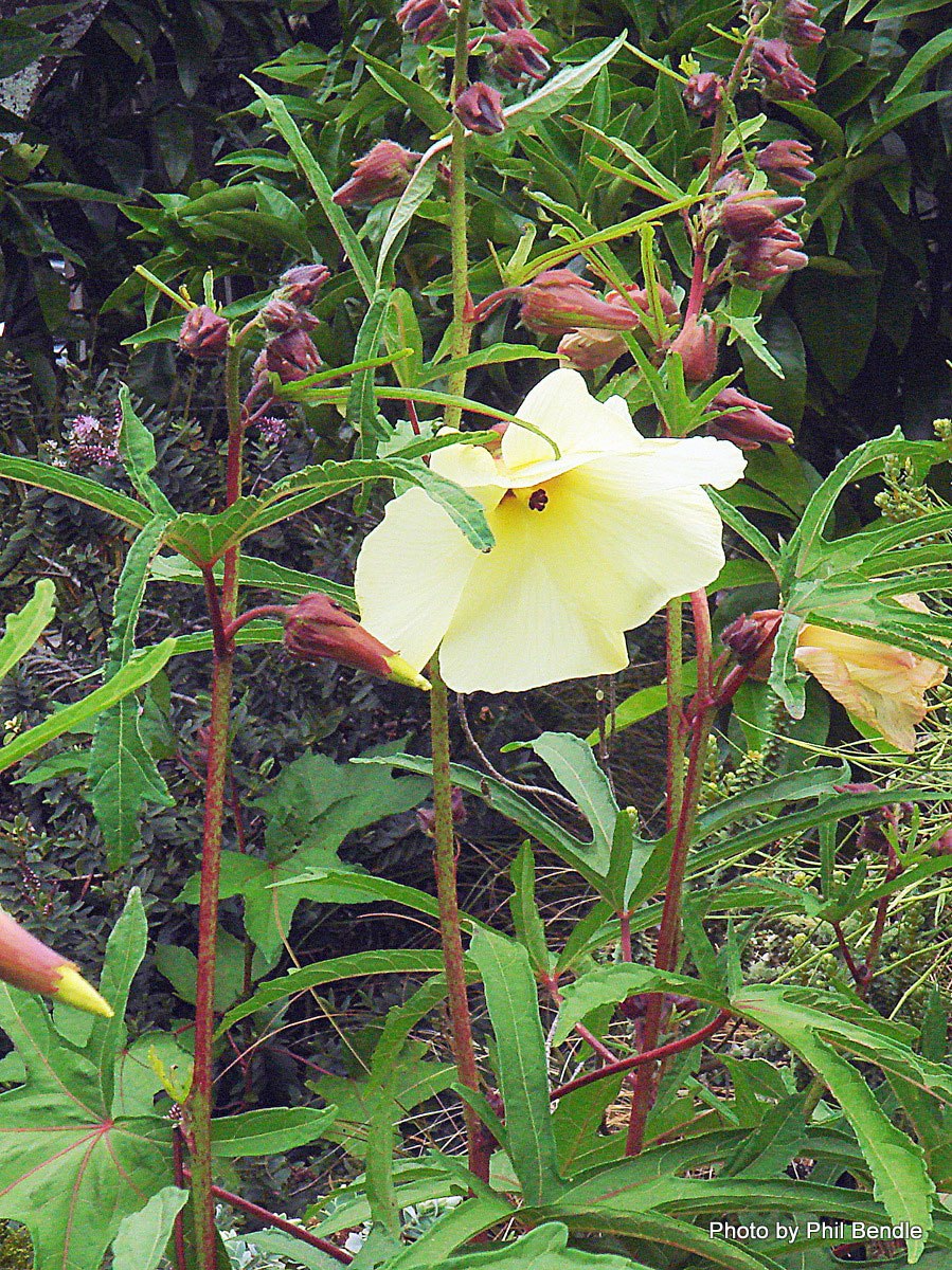 Абельмош гибискус