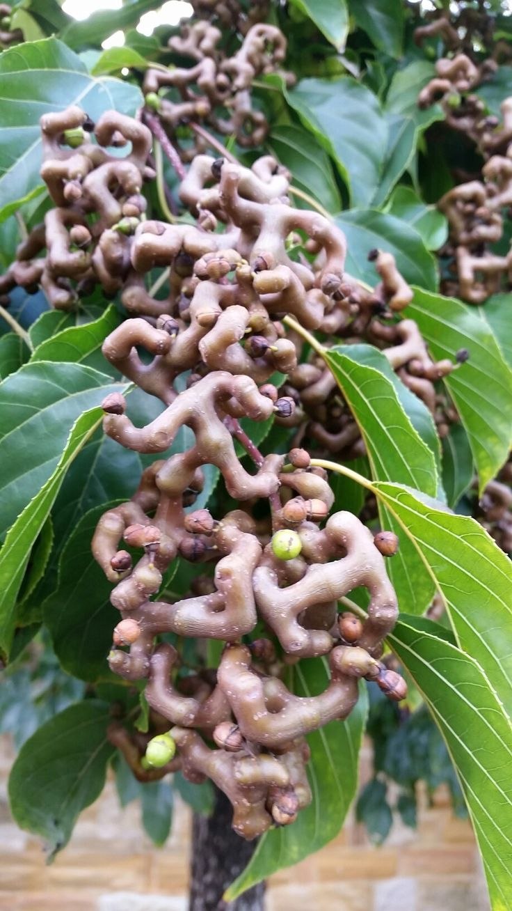 Конфетное дерево фото в Абхазии