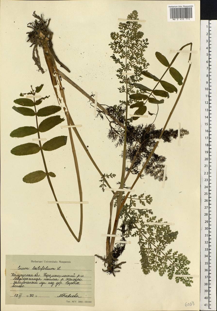 Поручейник широколистный (Sium latifolium l.)
