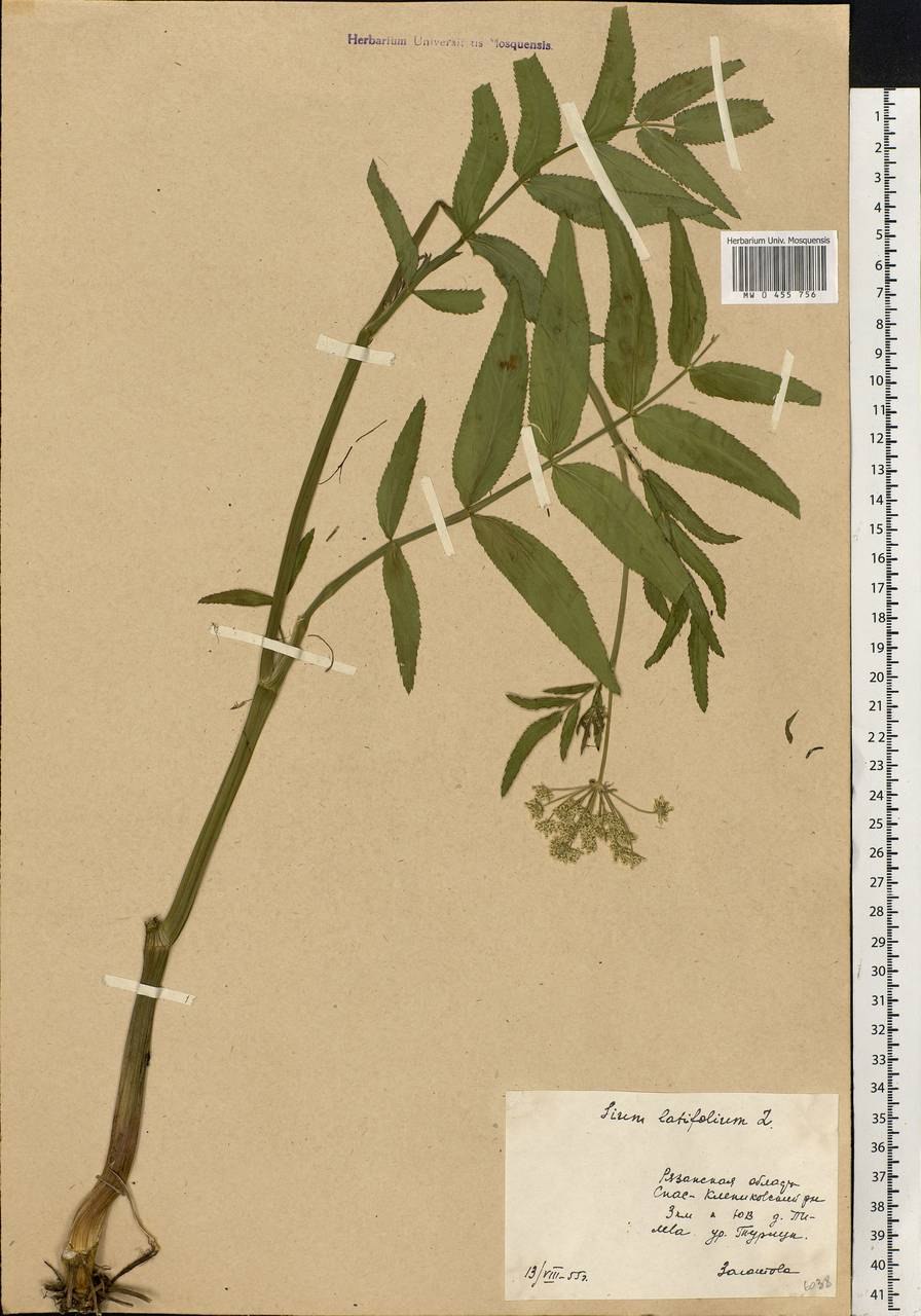 Поручейник широколистный (Sium latifolium l.)