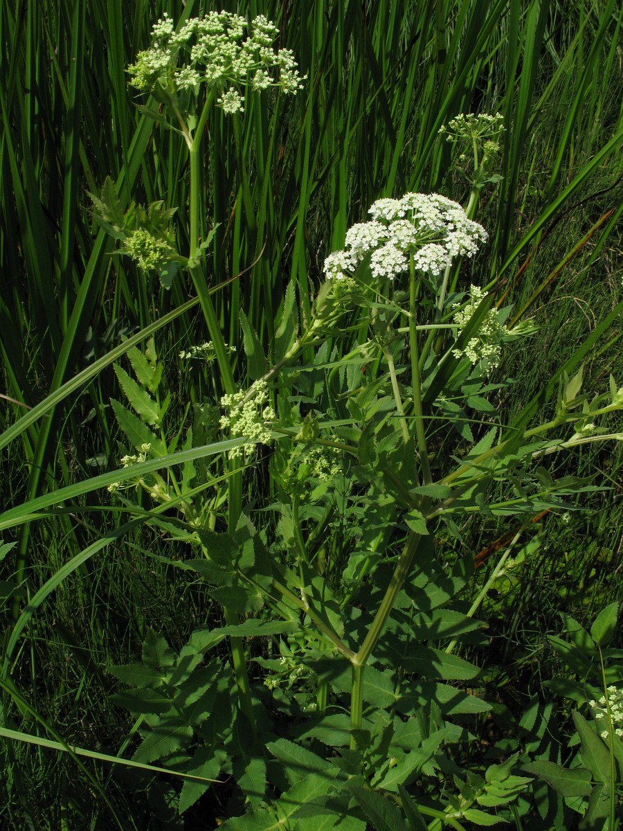 Поручейник широколистный (Sium latifolium l.)