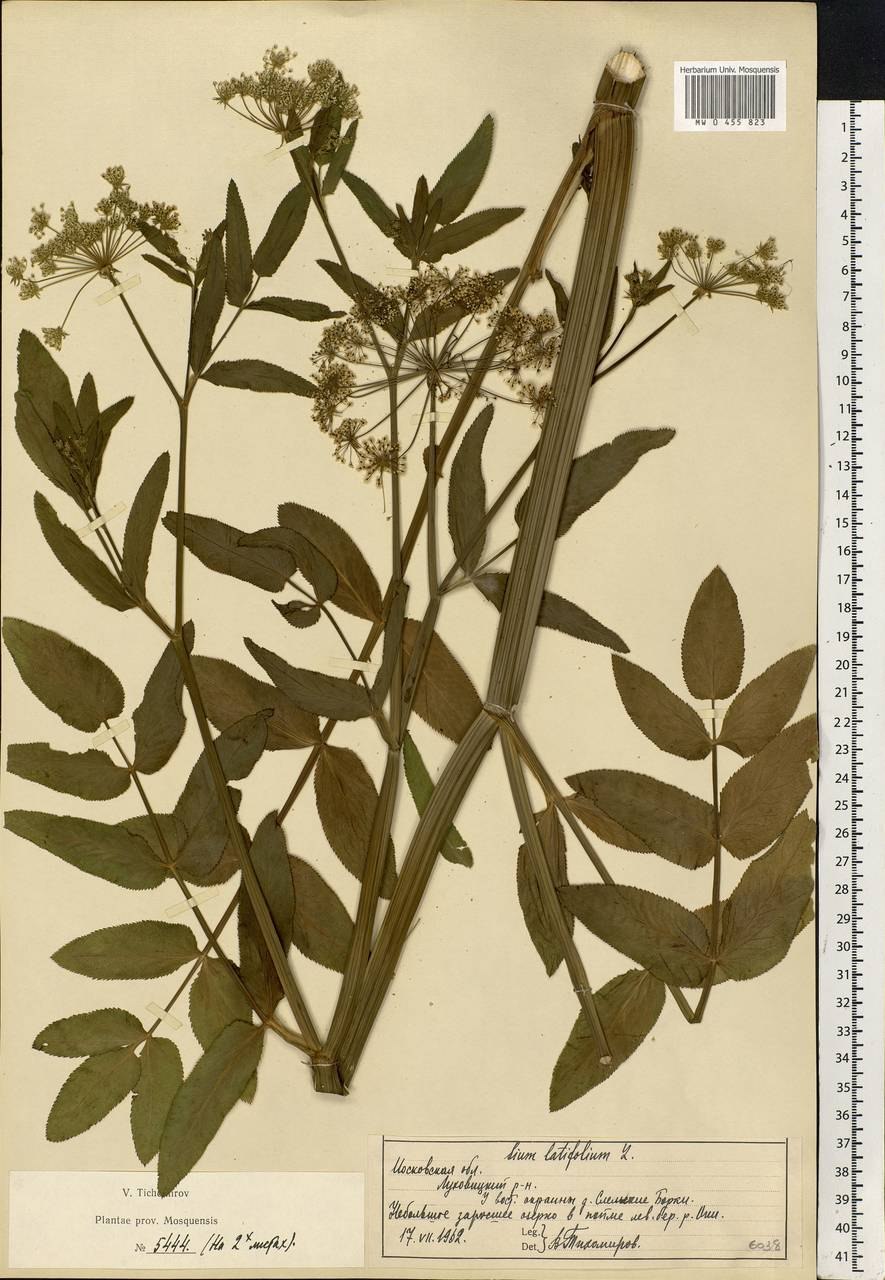 Поручейник (Simn latifolium)
