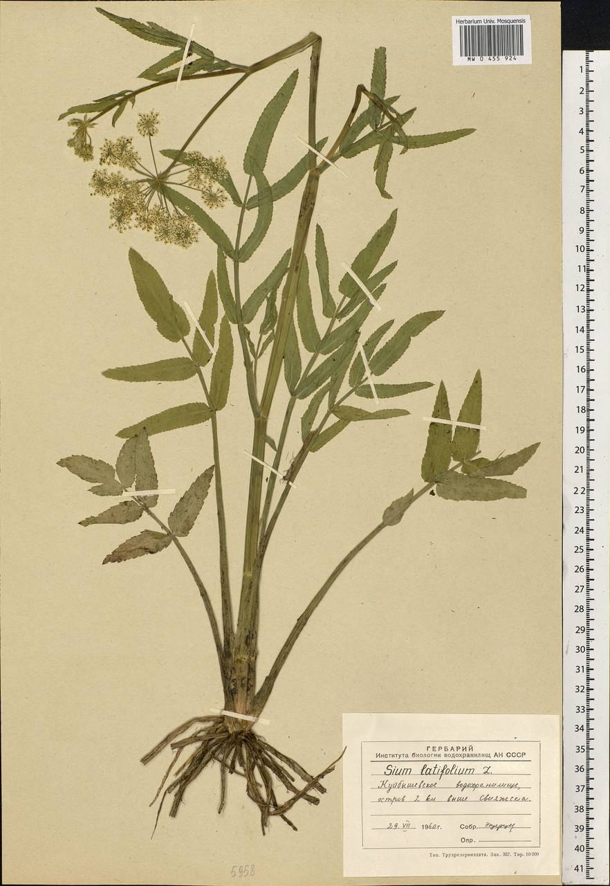 Поручейник сахарный (Sium sisarum l.)
