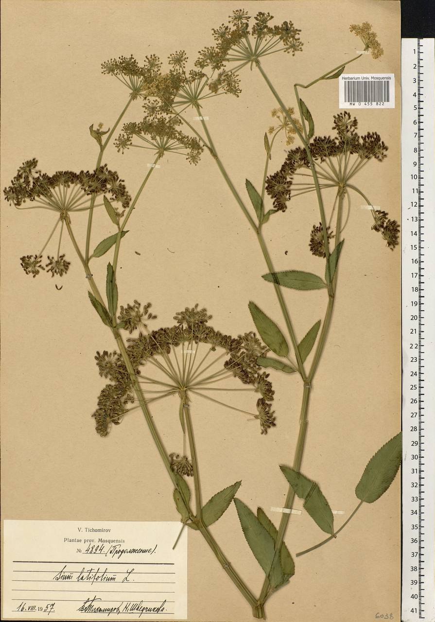 Поручейник широколистный Sium latifolium
