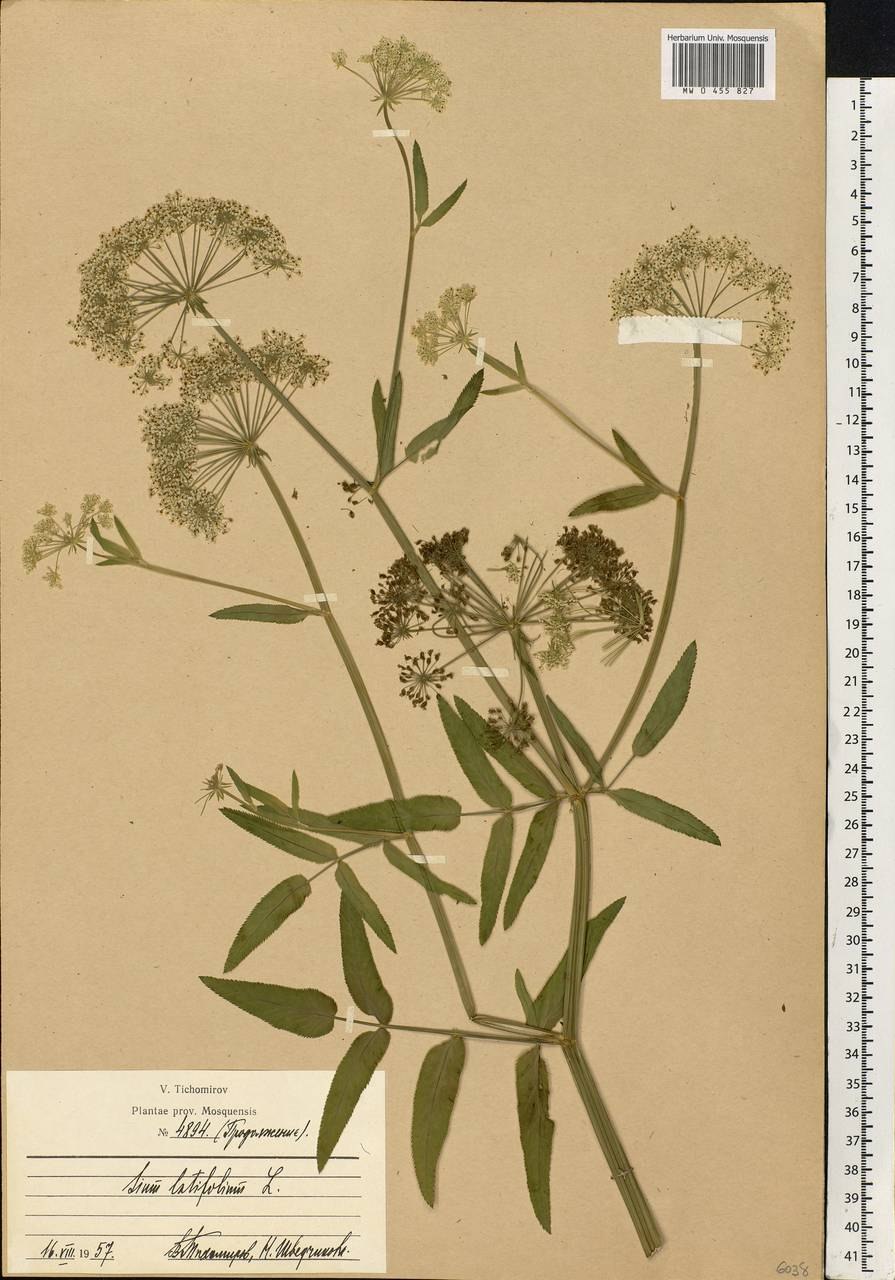 Laserpitium latifolium