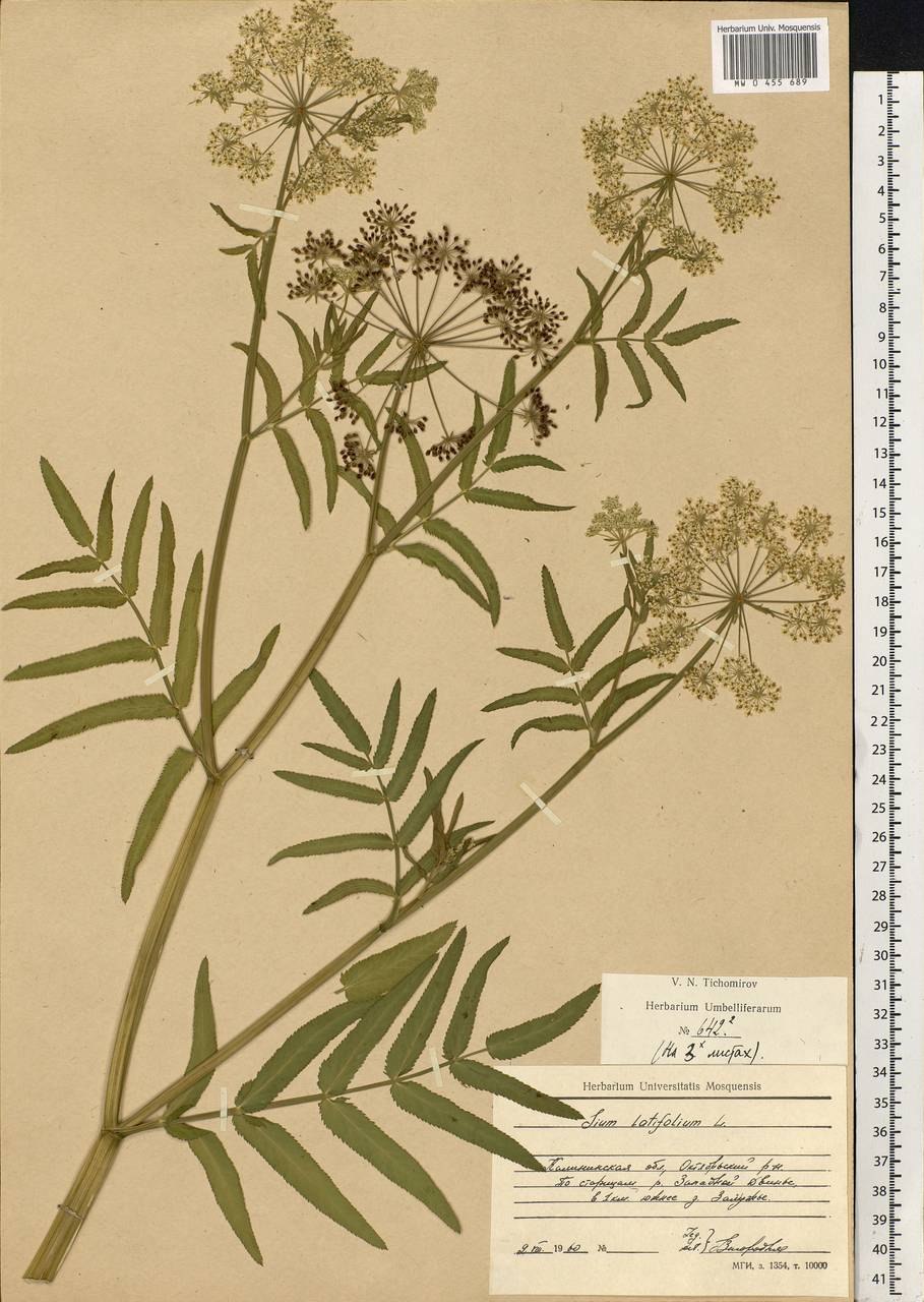 Поручейник сахарный (Sium sisarum l.)