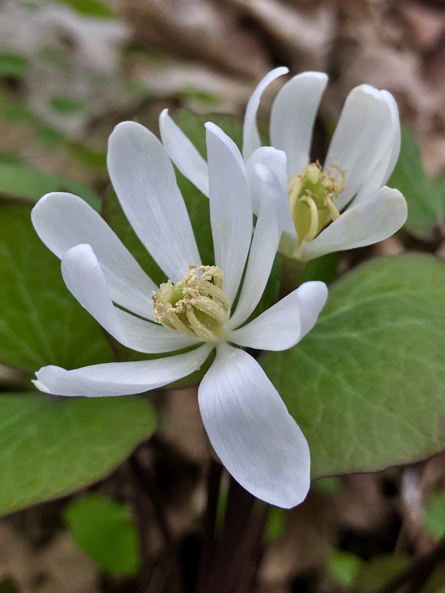 Джефферсония Jeffersonia diphylla