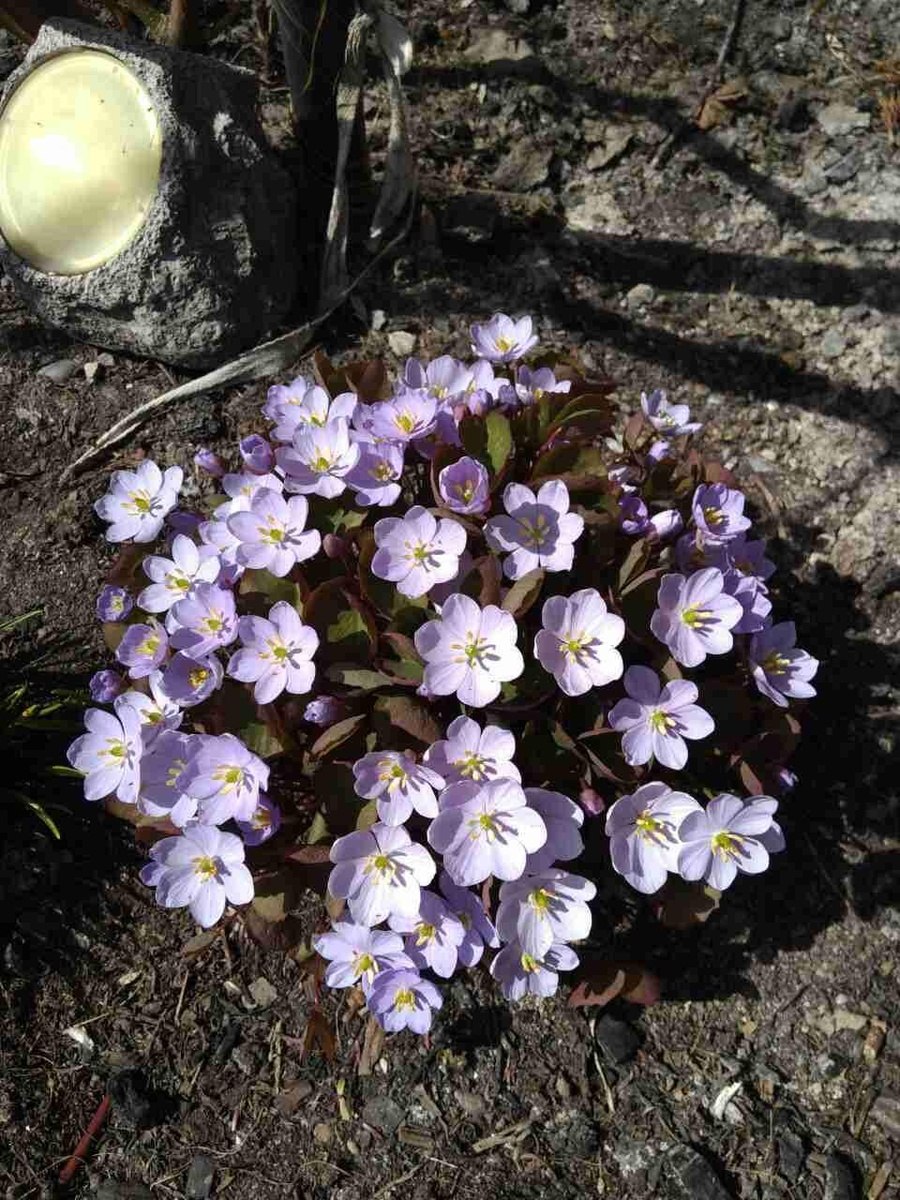 Джефферсония двулистная, 300р.