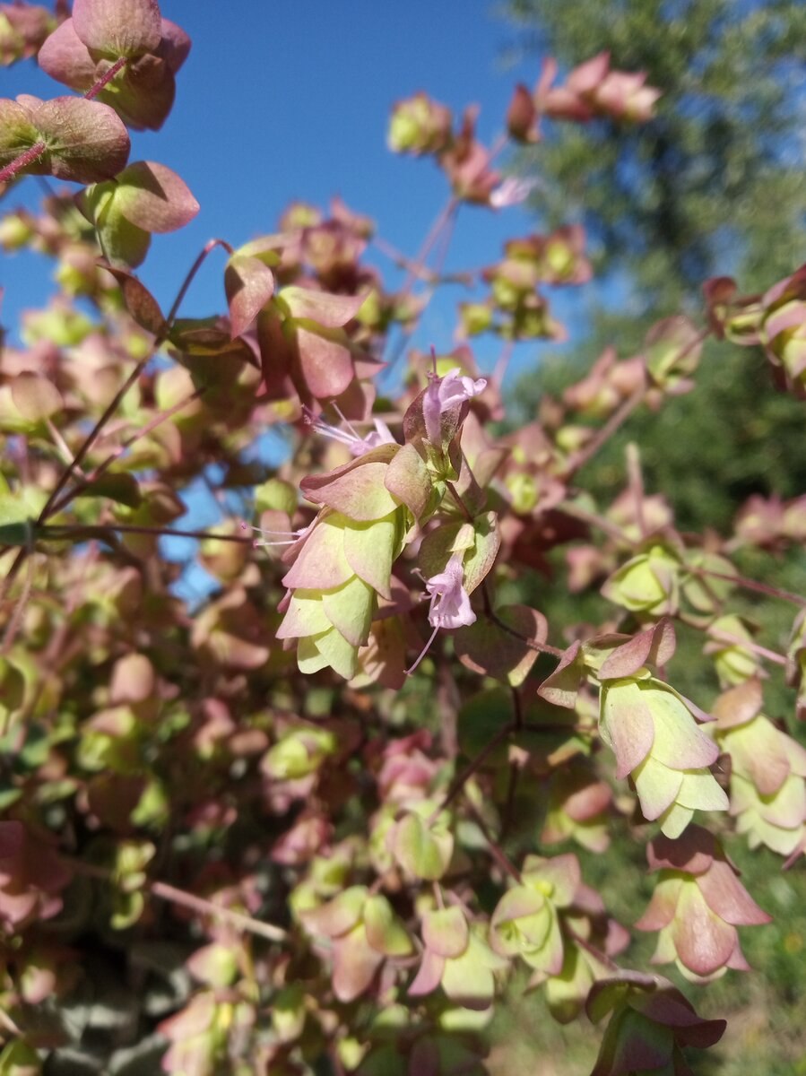 Душица Критская фото