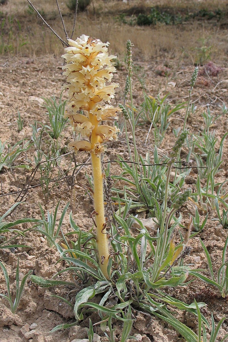 Заразиха (Orobanche