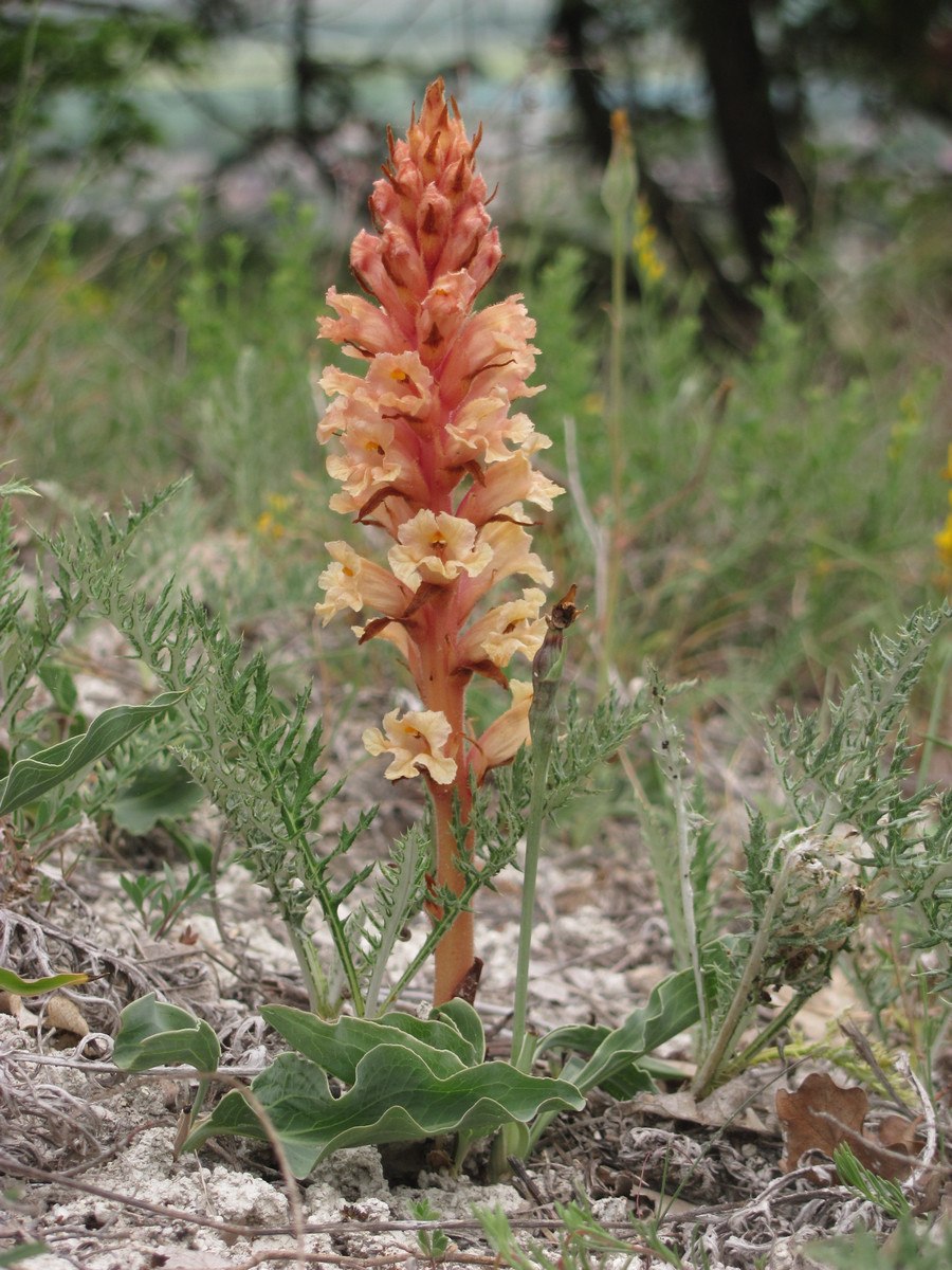 Orobanche rapum-genistae