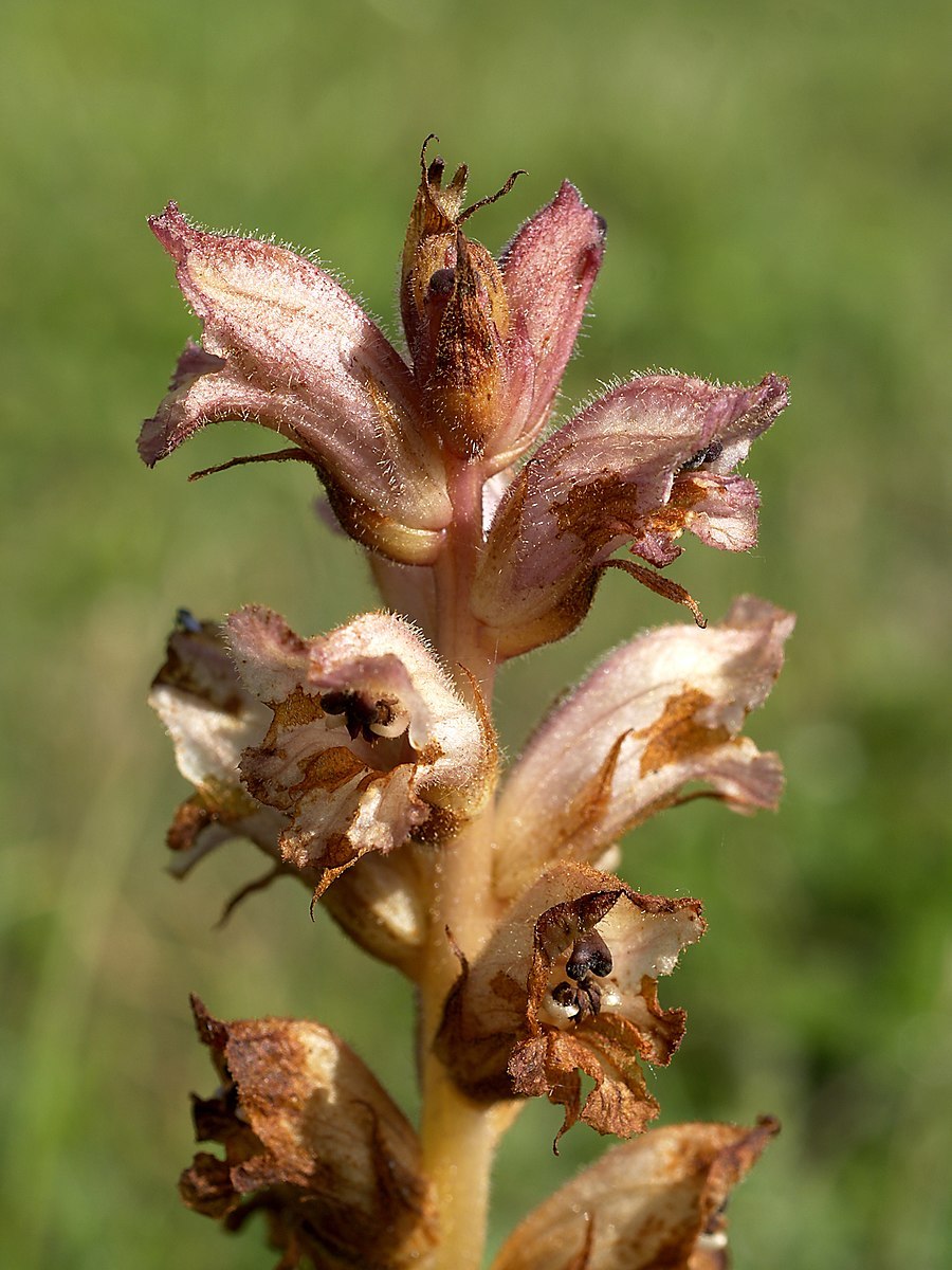 Педикулярис растение