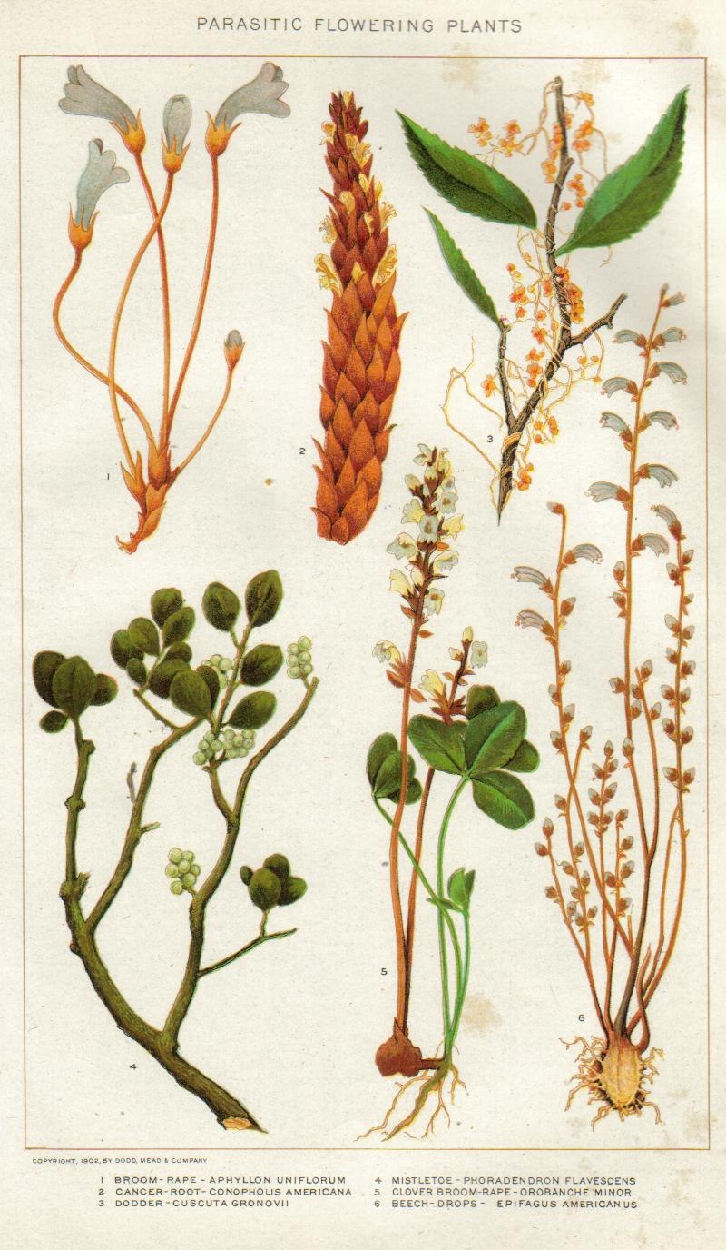 Заразиха Кумская