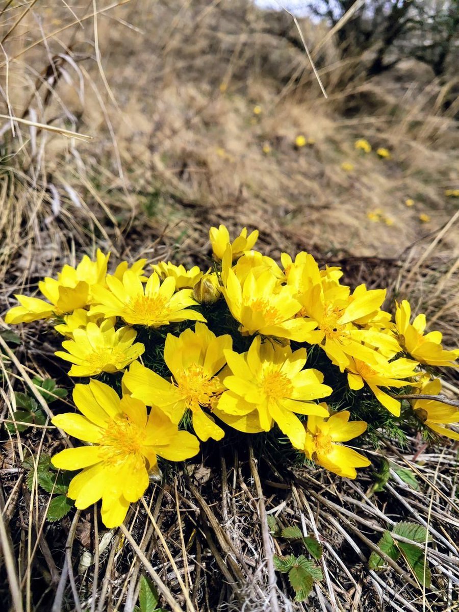 Горицвет Туркестанский