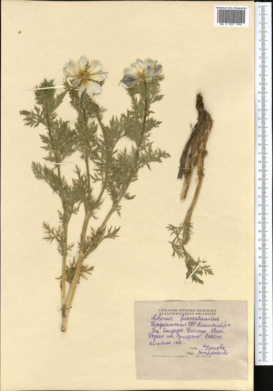 Адонис туркестанский