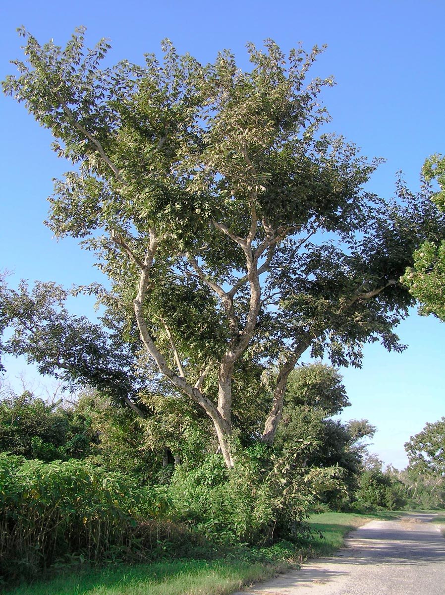 Каллистемон Виминалис