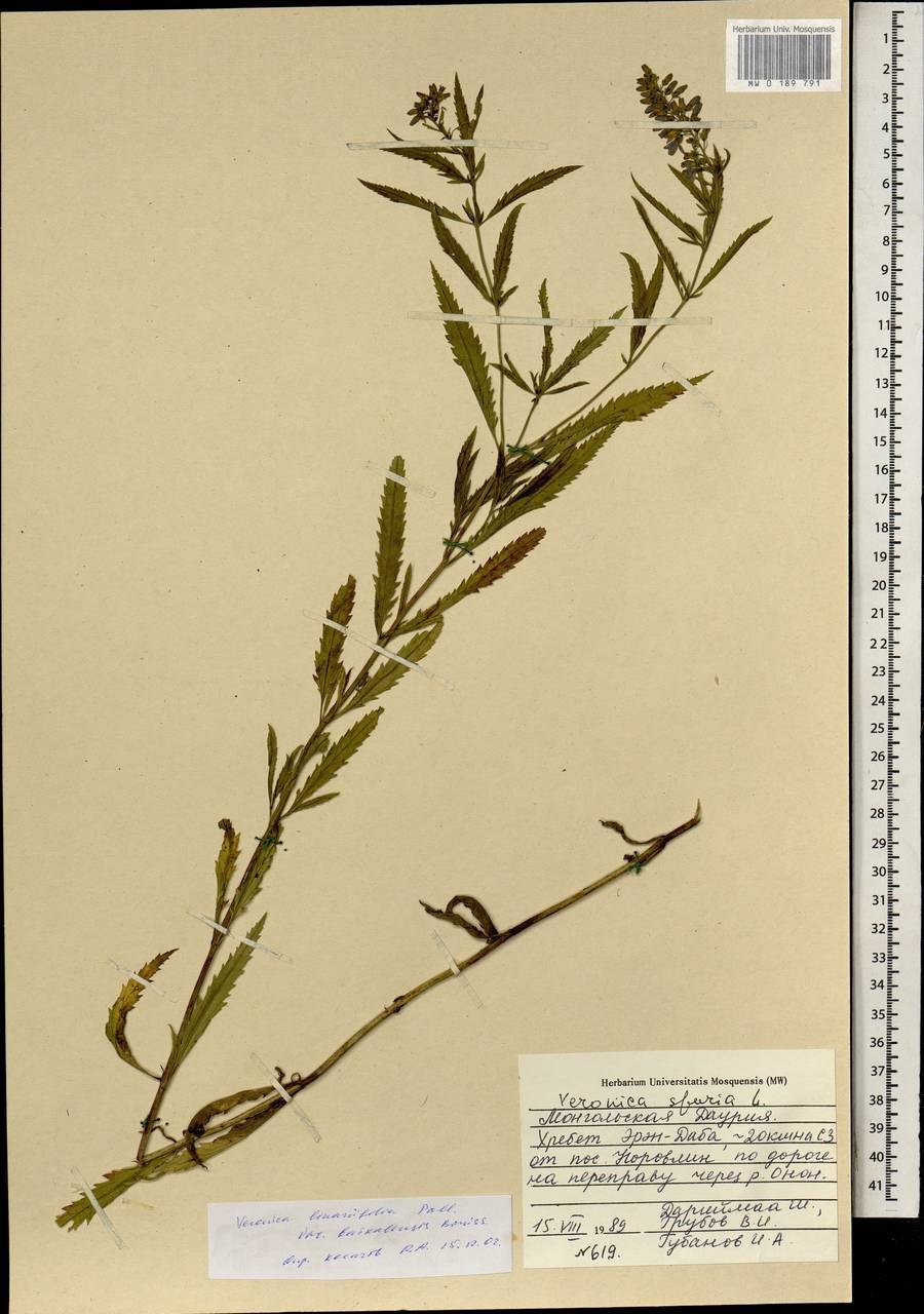 Растение Вероника длиннолистная