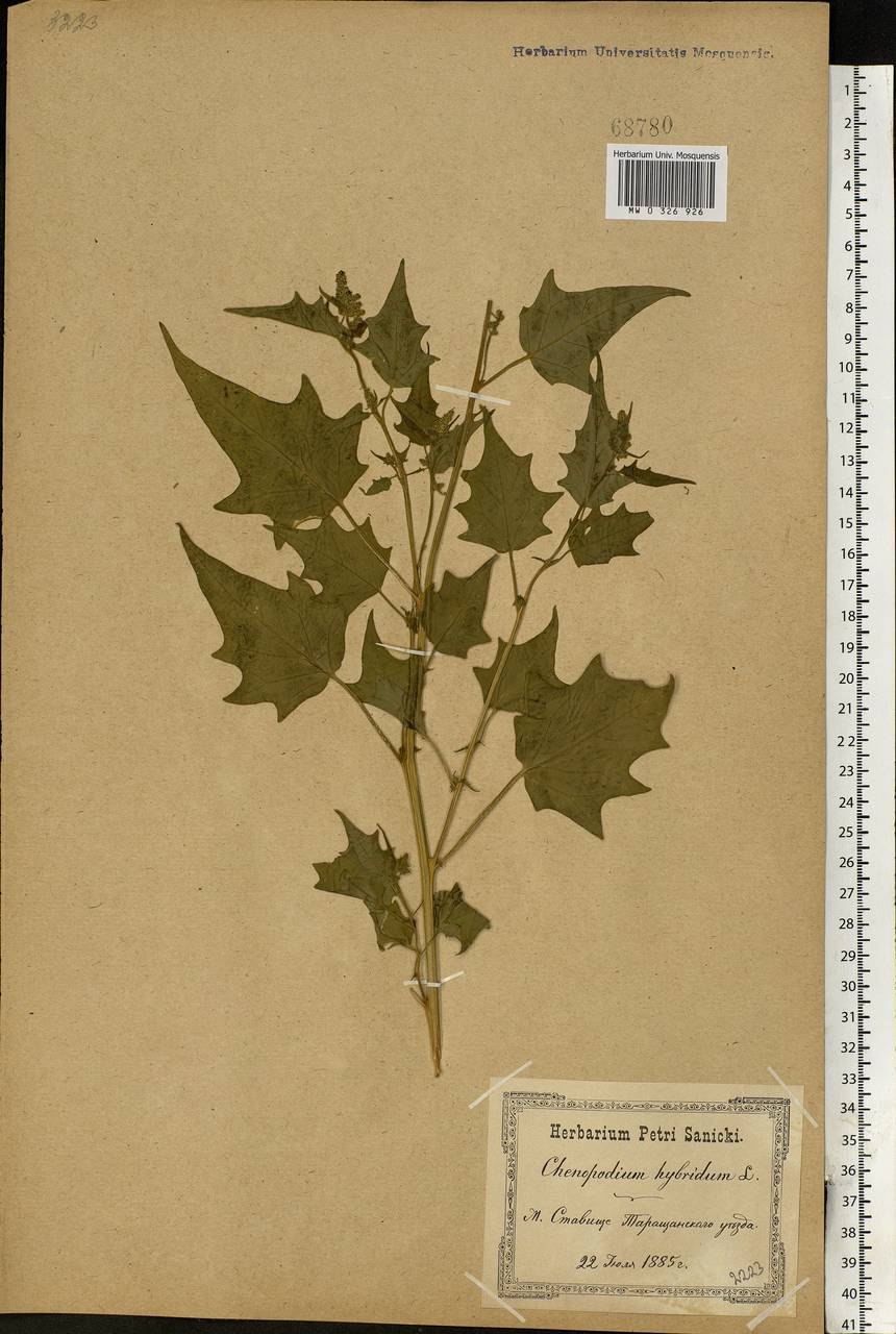 Марь гибридная