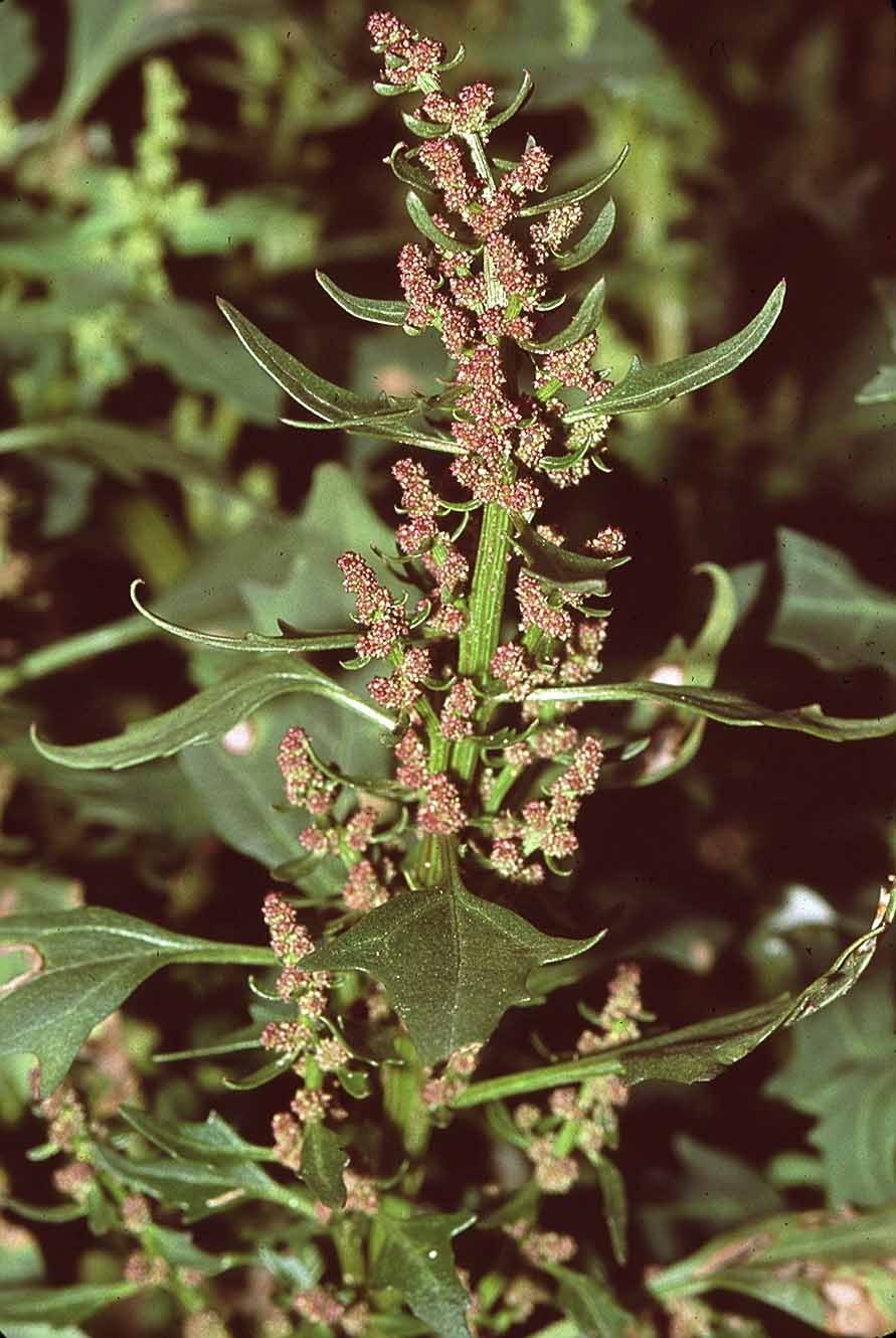 Белокопытник Petasites hybridus