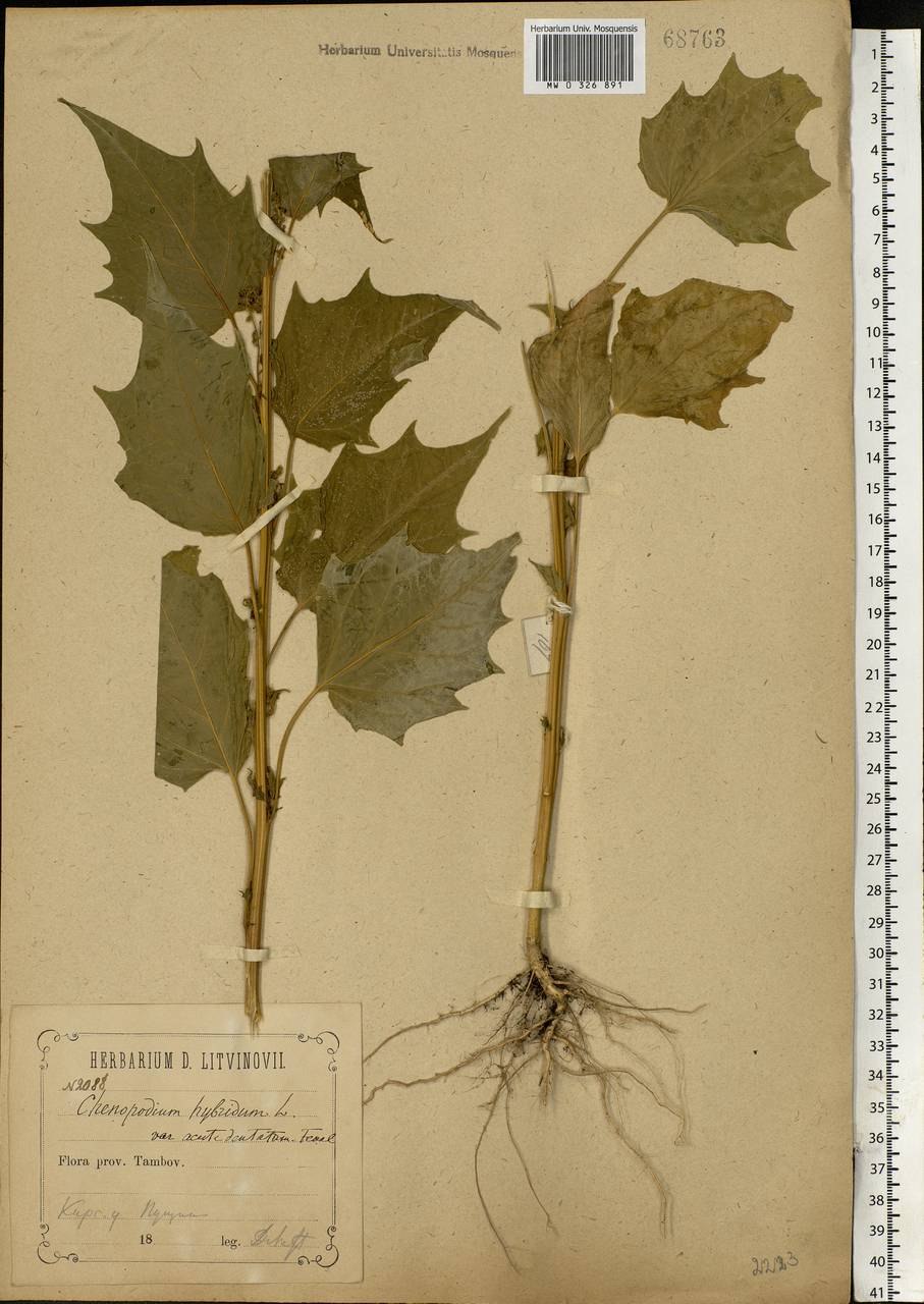 Chenopodium Anthelminticum