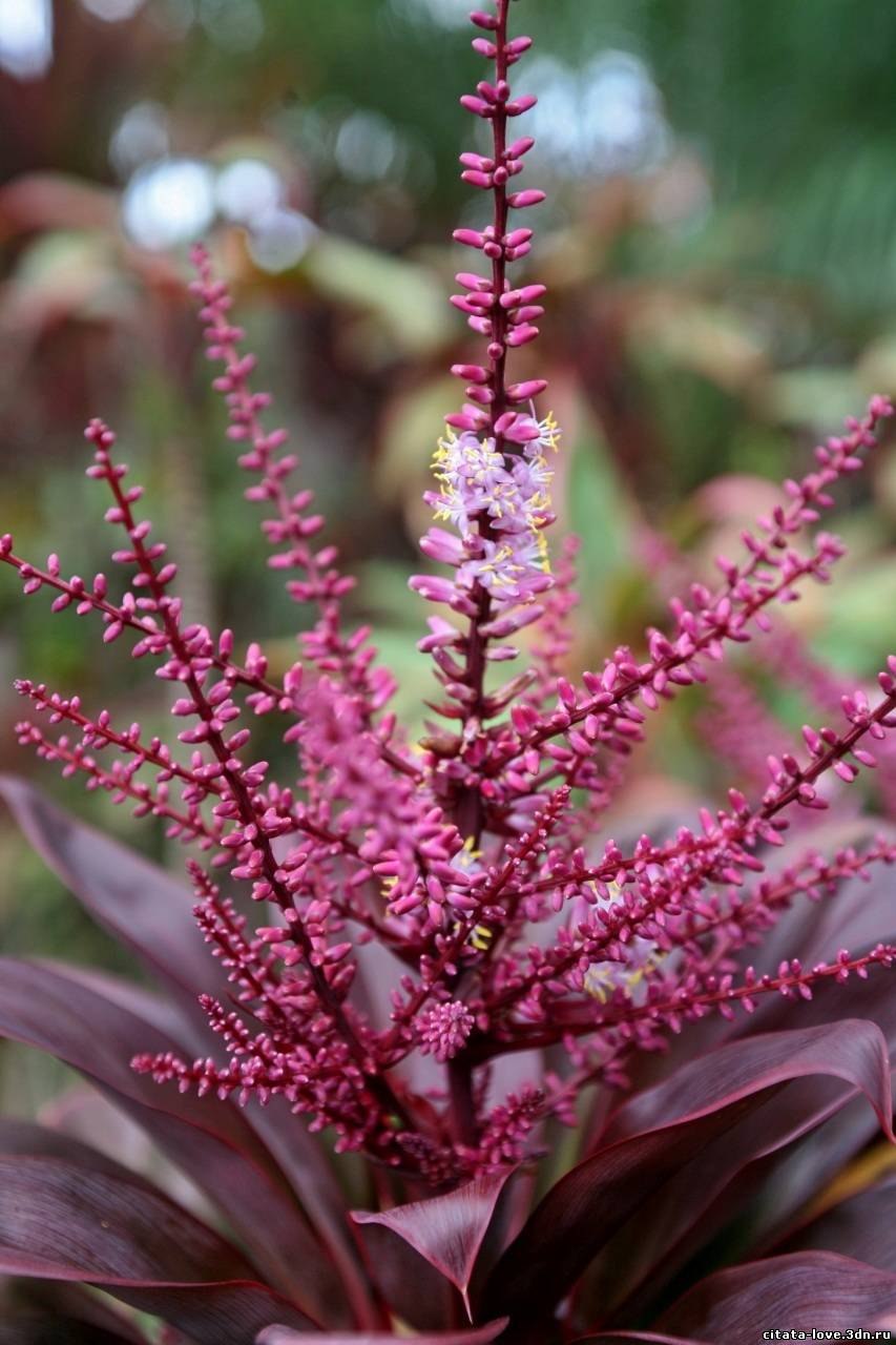 Адриана Чечик Gabriella Paltrova