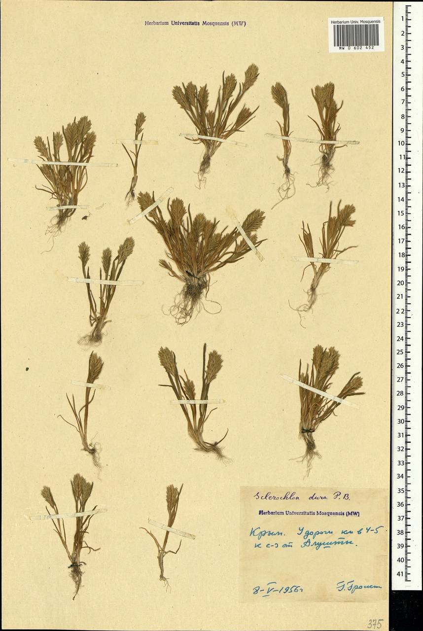 Sclerochloa woronowii