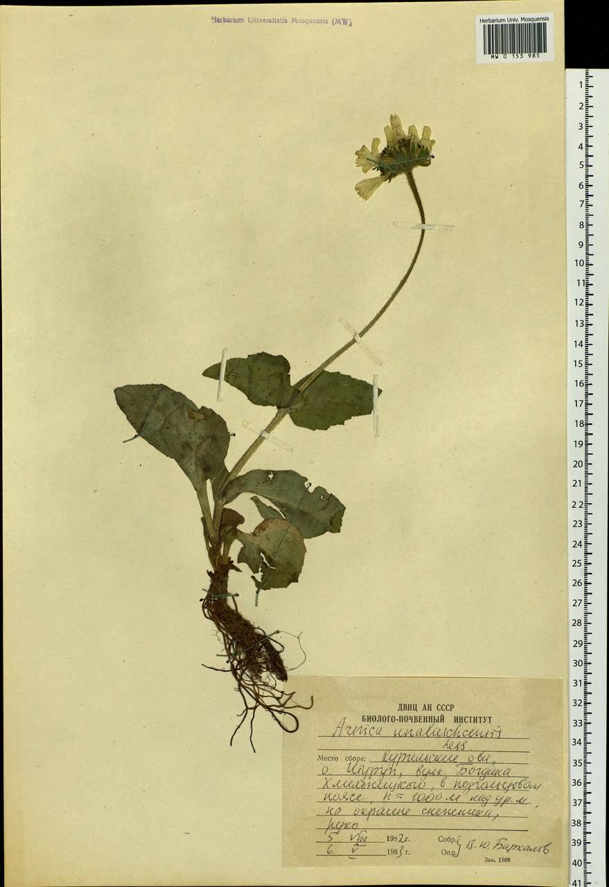 Желтая Арника