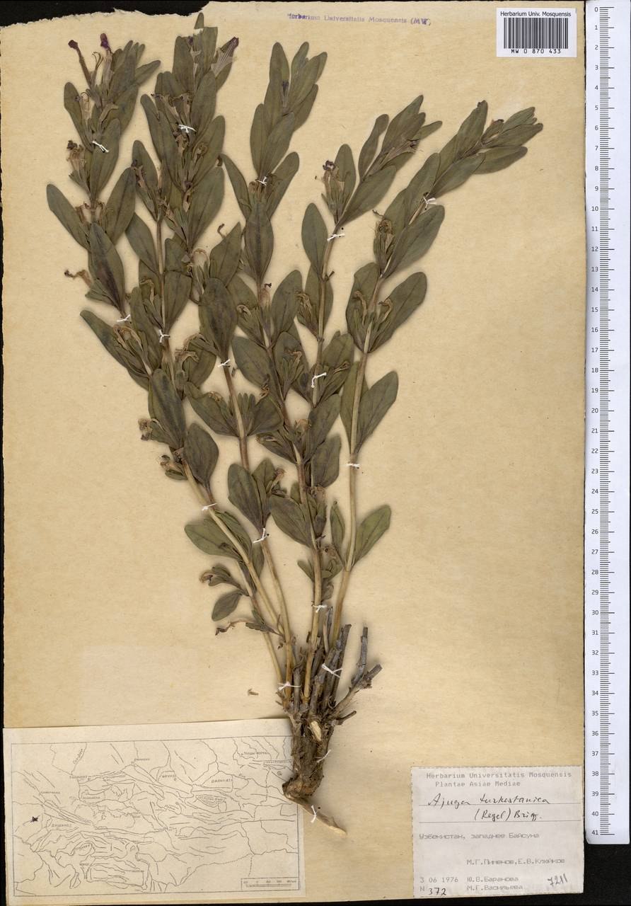 Живучка туркестанская