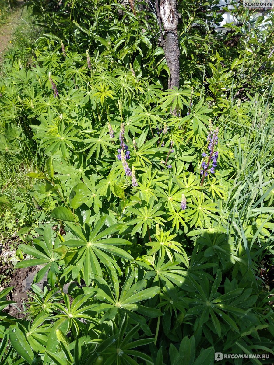 Дифисциум многолистный