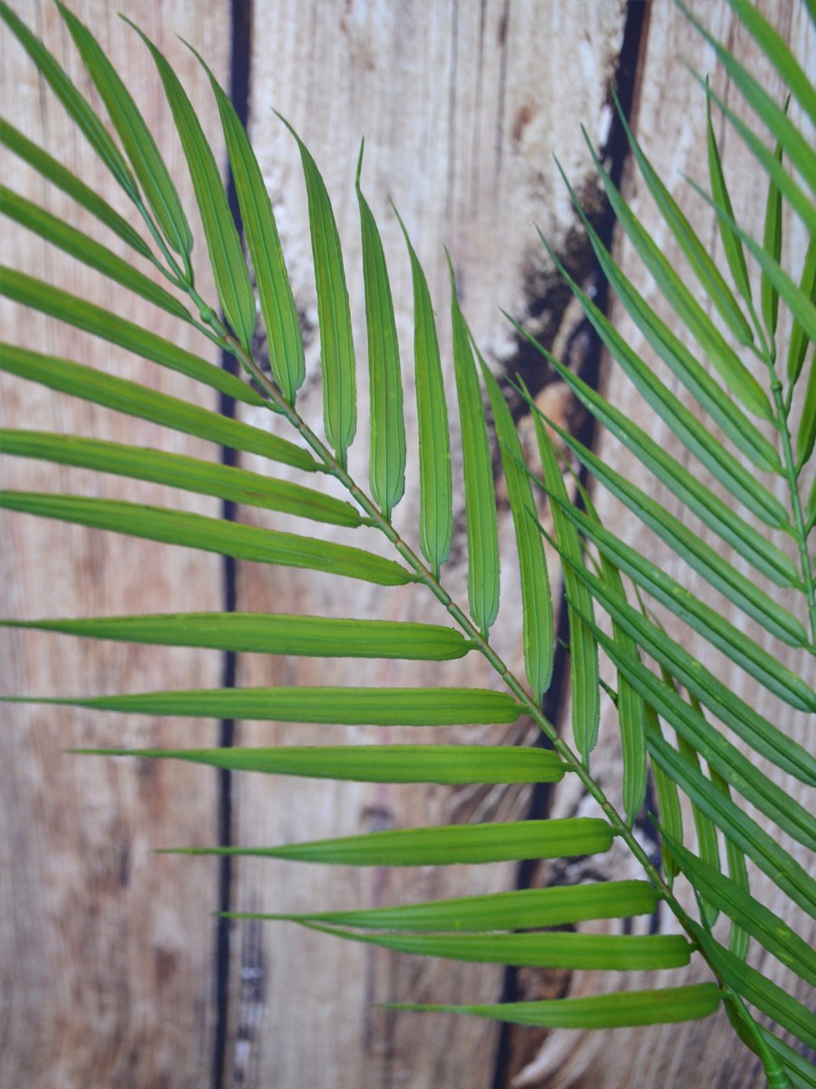 Ропалостилис вкусный