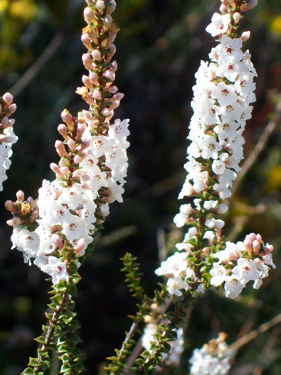 Эпакрис вдавленный