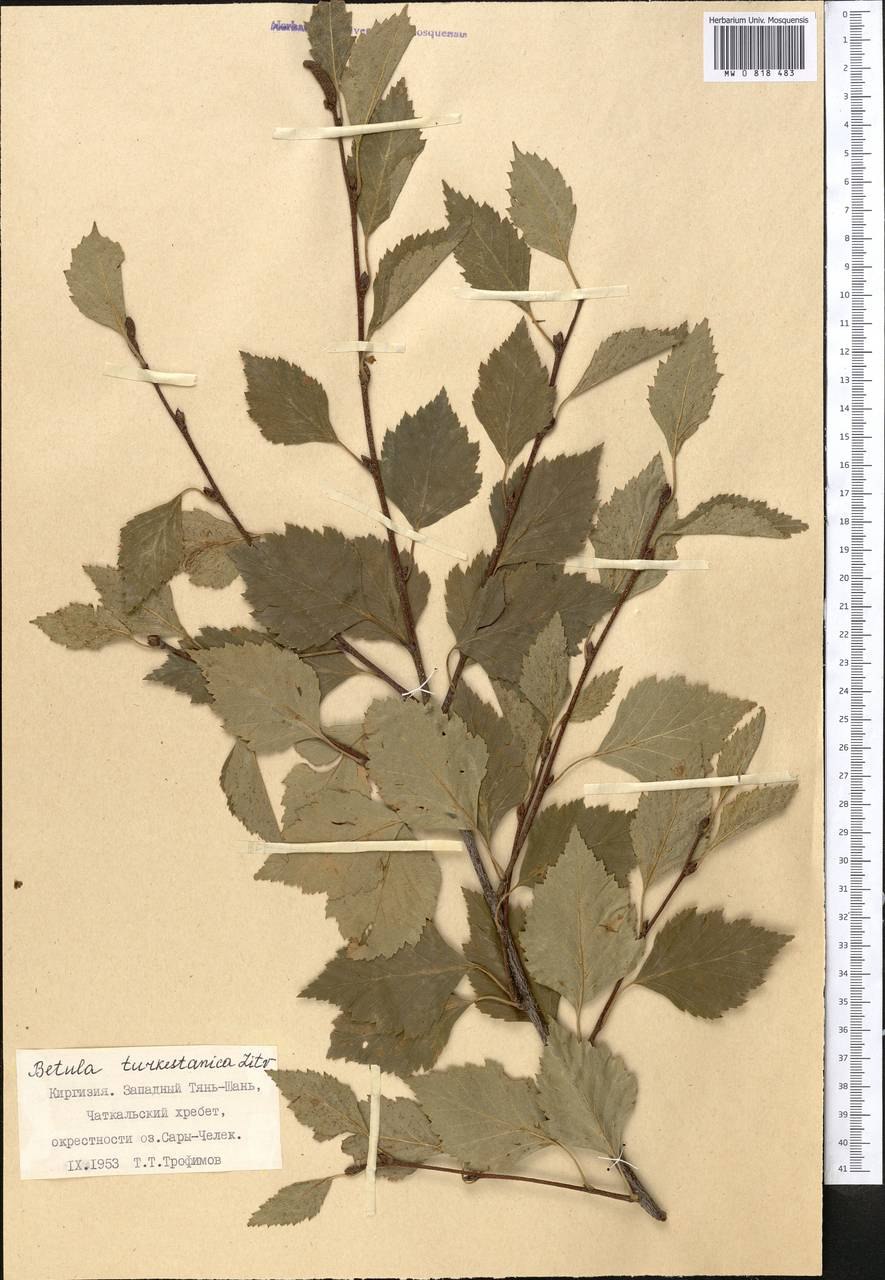 Betula turkestanica