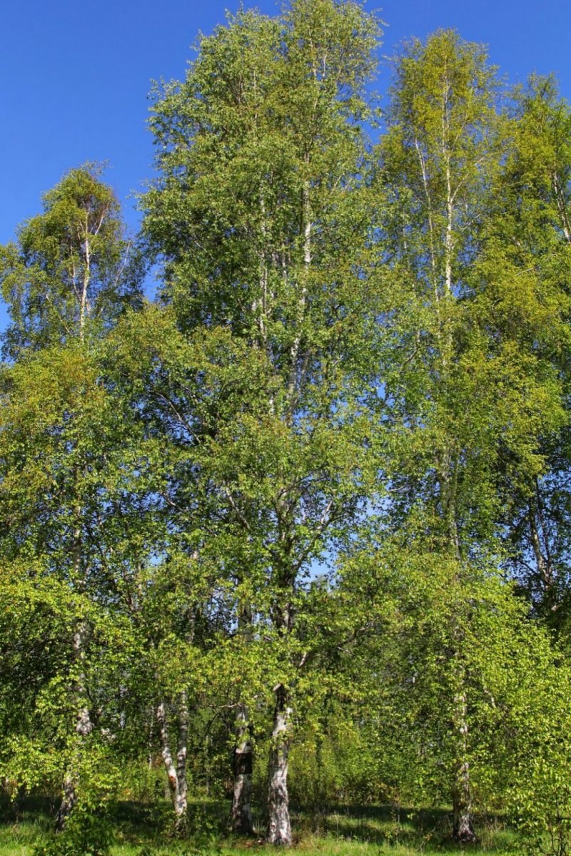 Береза японская Betula japonica