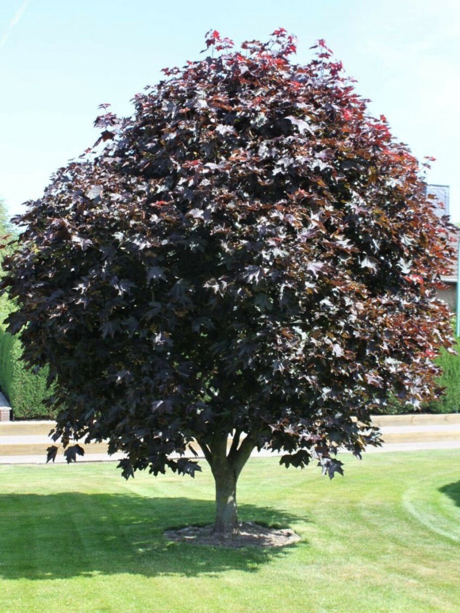 Красный и черный клен фото