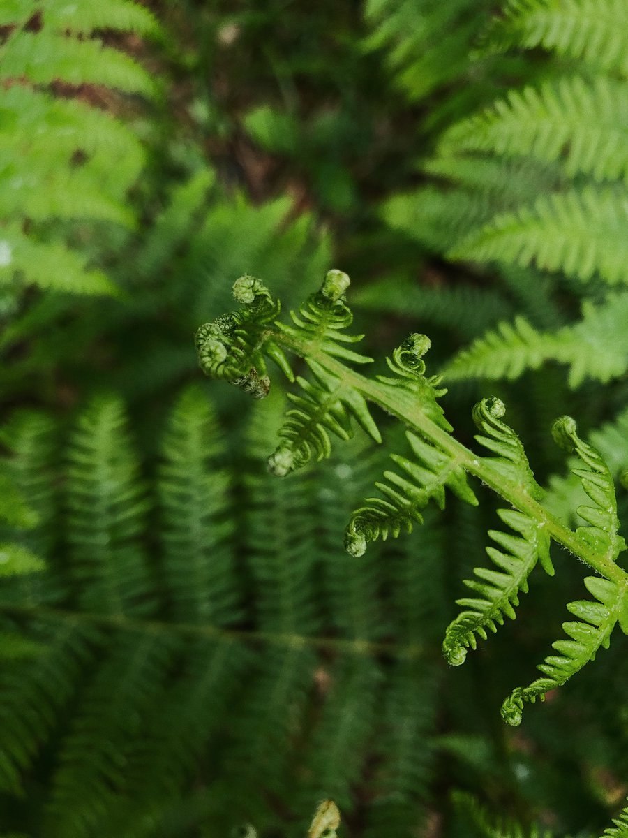 Цветущий папоротник