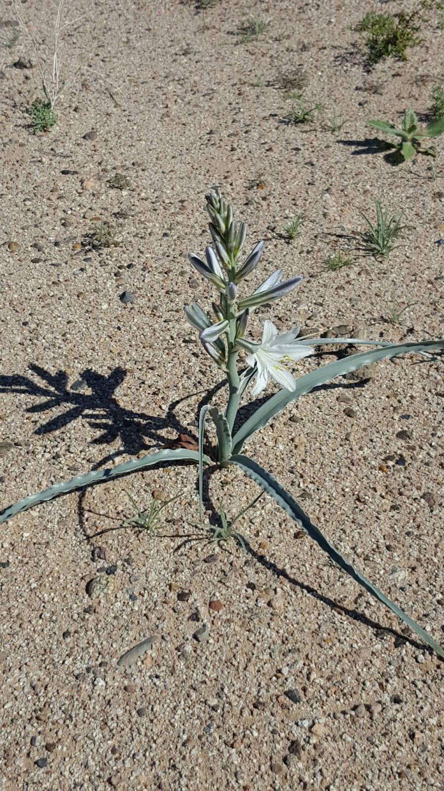 Гесперокаллис розовый