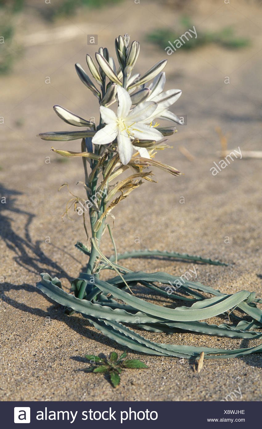 Гесперокаллис цветок