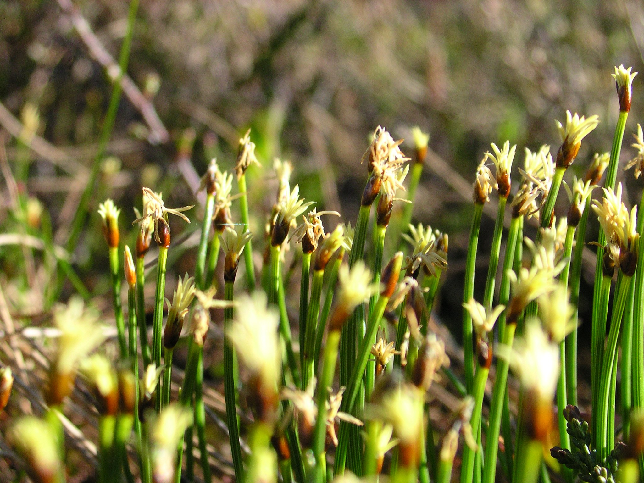 Trichophorum cespitosum