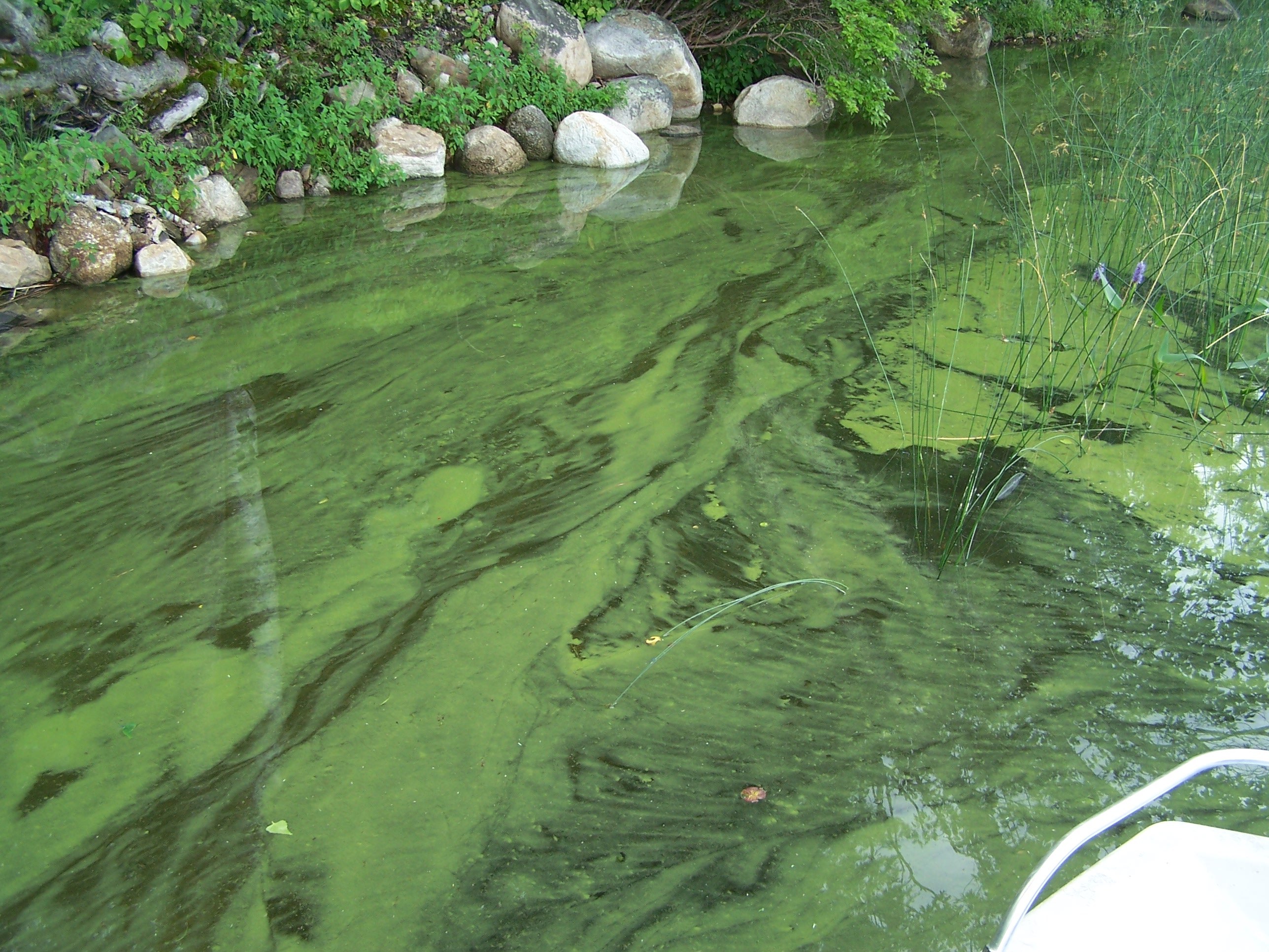 Прозрачная зеленая вода. Цветение воды цианобактерии. Цианобактерии сине-зеленые водоросли. Синезеленые водоросли цианеи. Цианобактерии вызывают цветение воды.