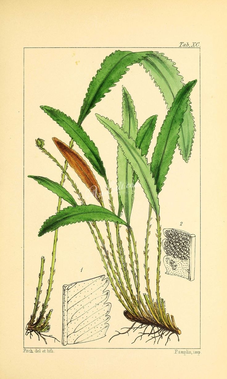 Папоротник в разрезе