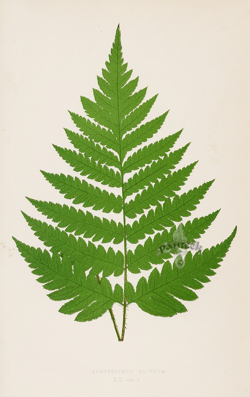 Rhizophora mucronata