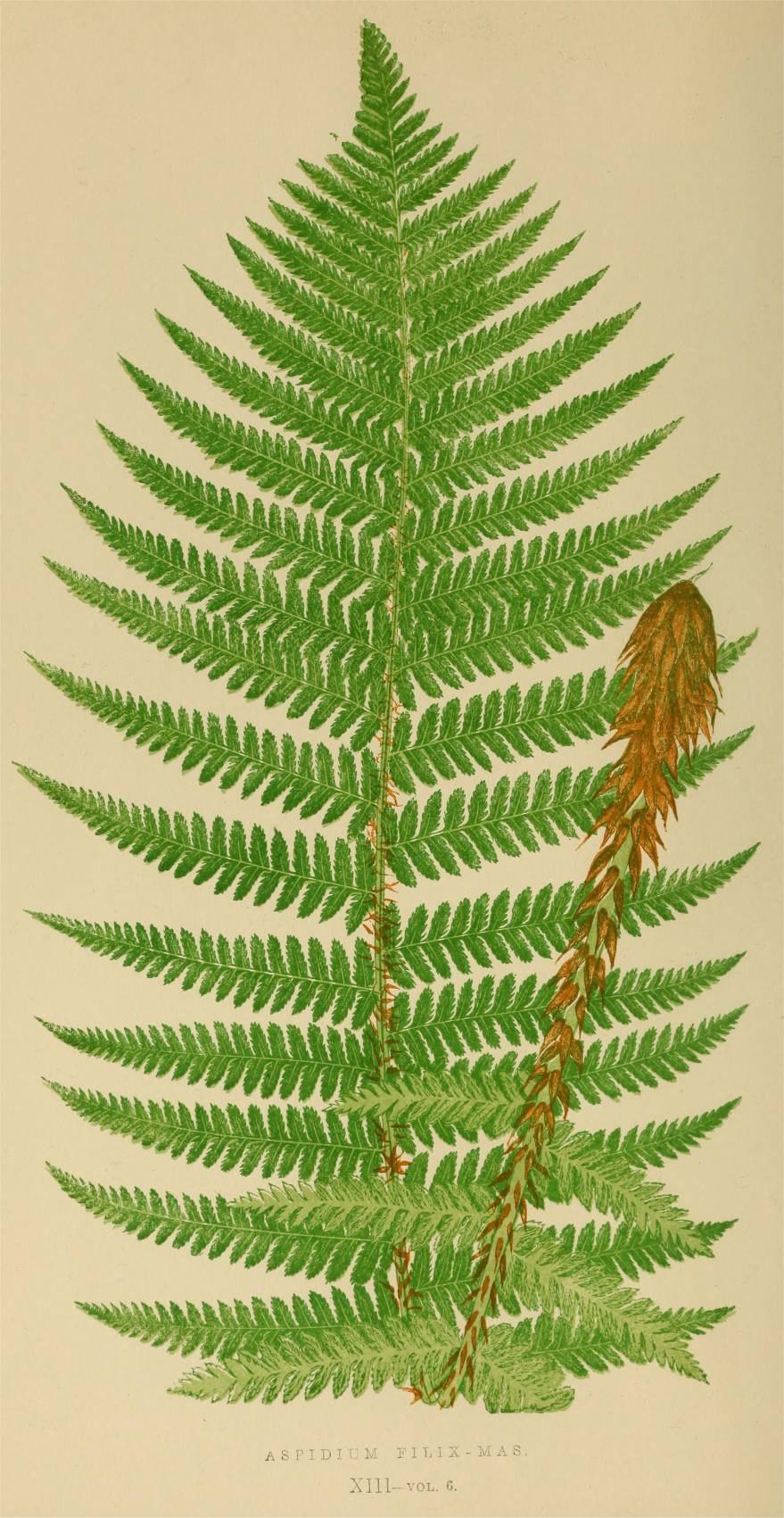 Папоротник Акростихум рисунок