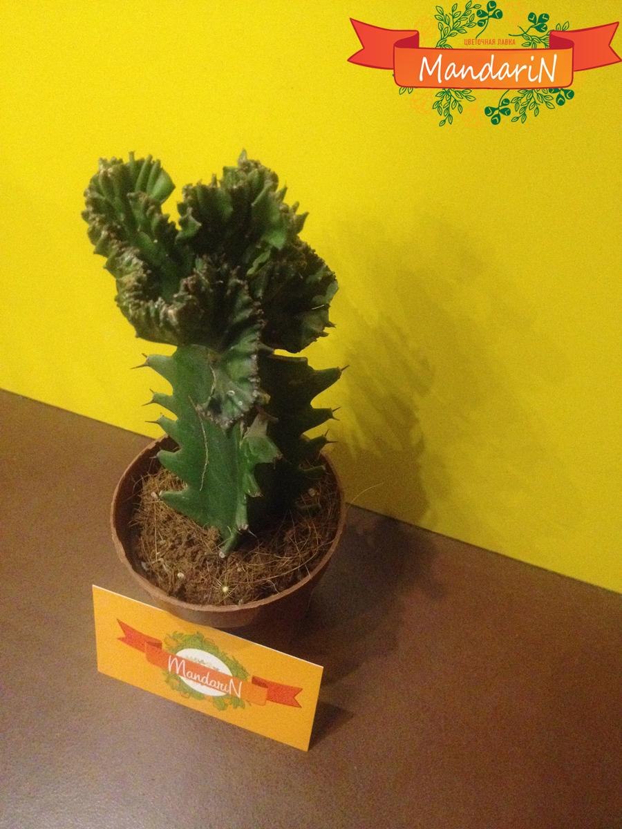 Кактус эуфорбия