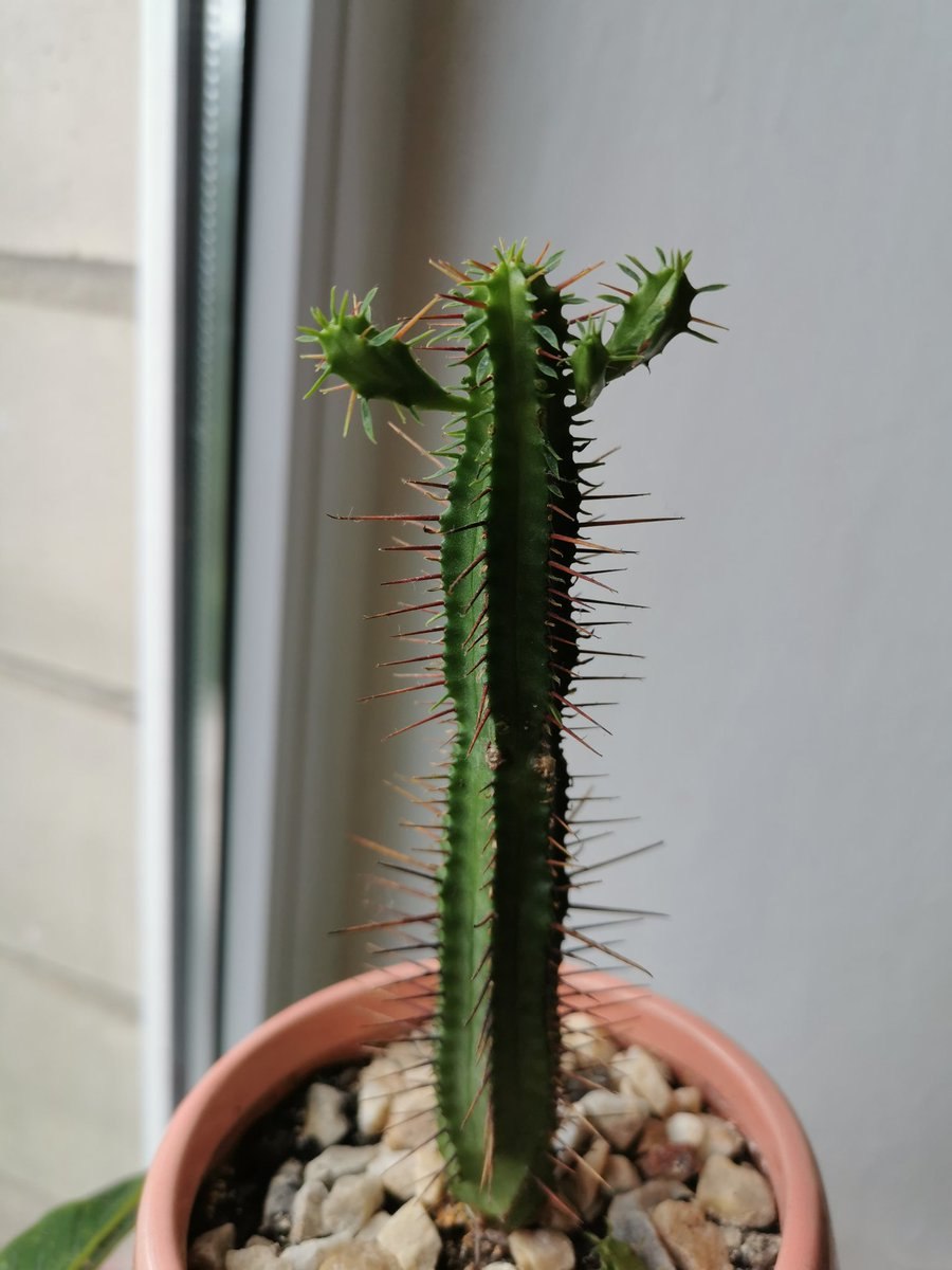 Euphorbia horrida