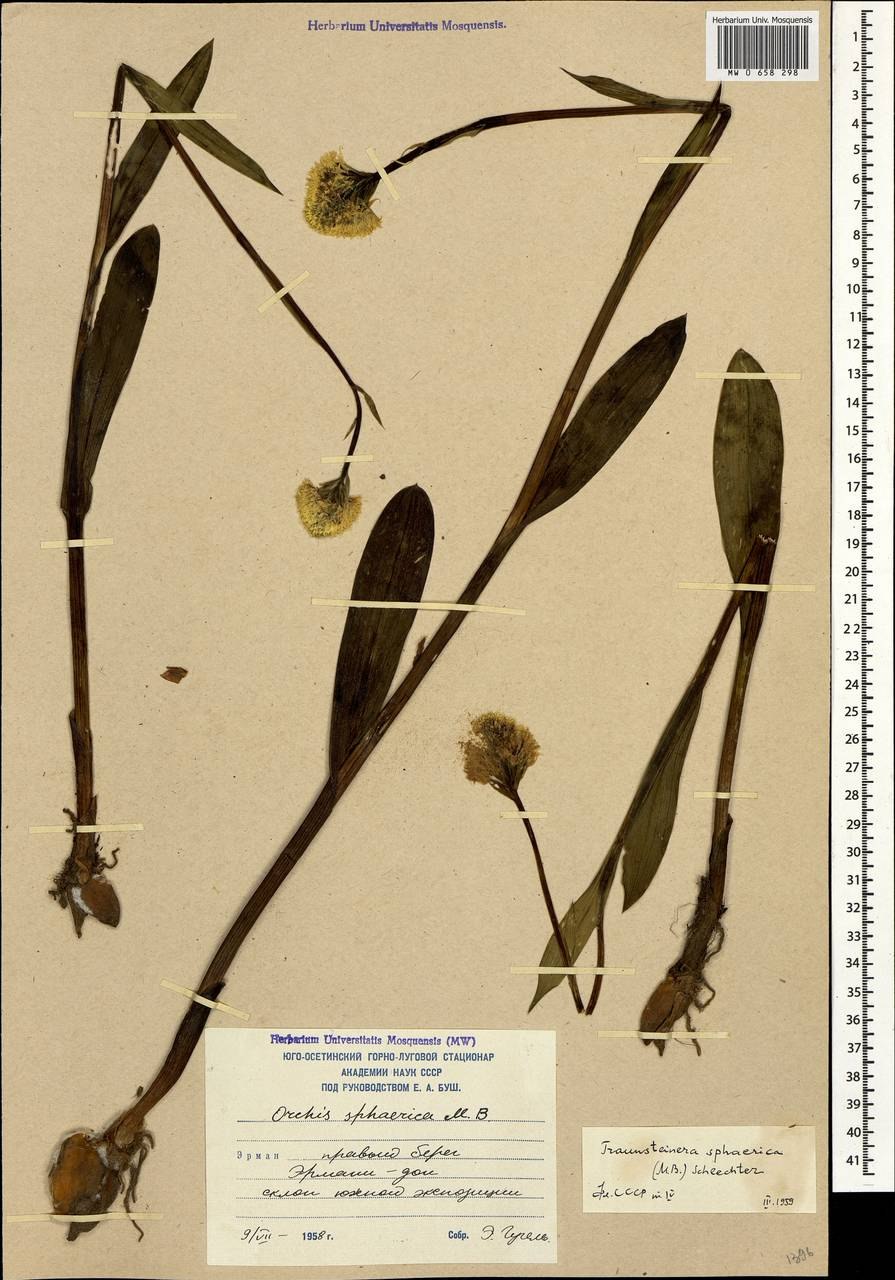 Кровохлебка Sanguisorba