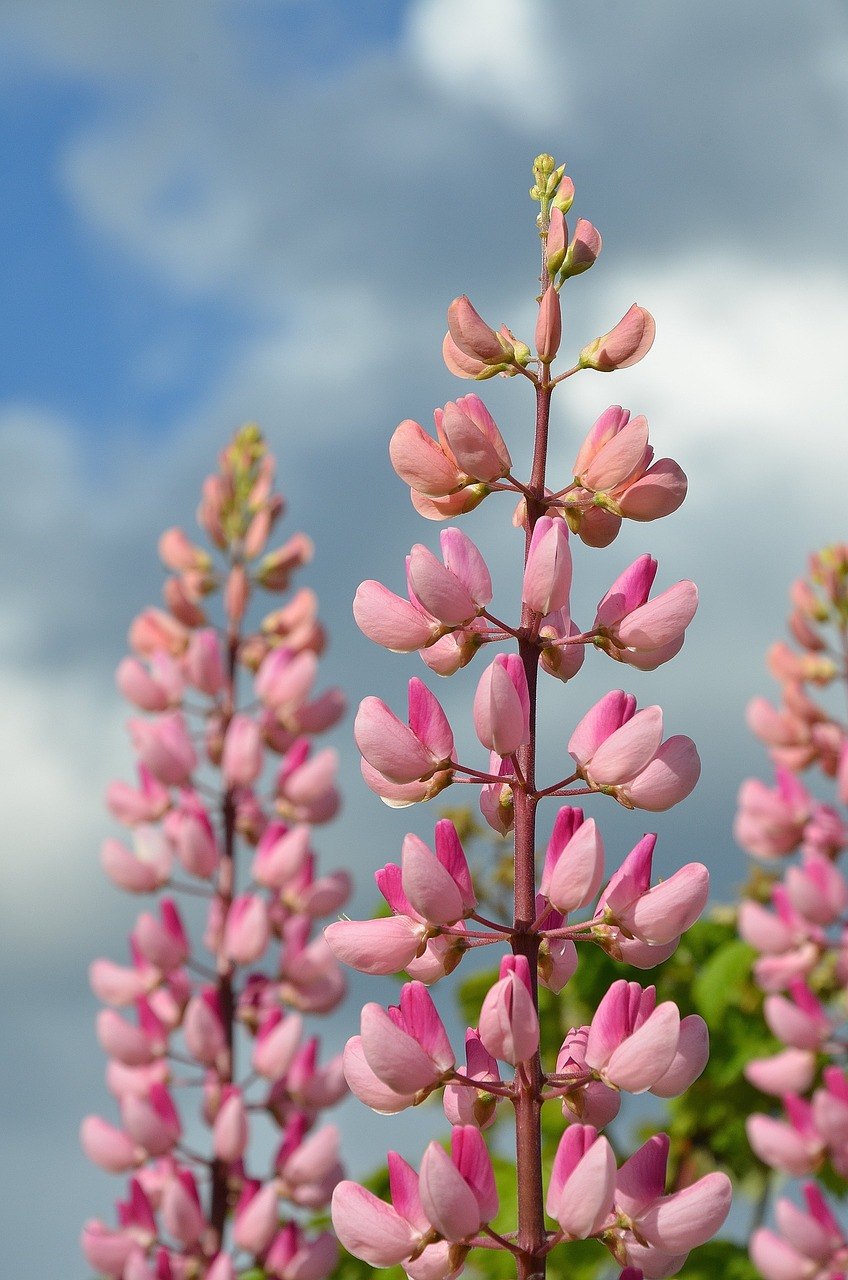 Красивые цветковые растения